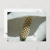 Peace Lily Elegante Postkarte (Vorne/Hinten)