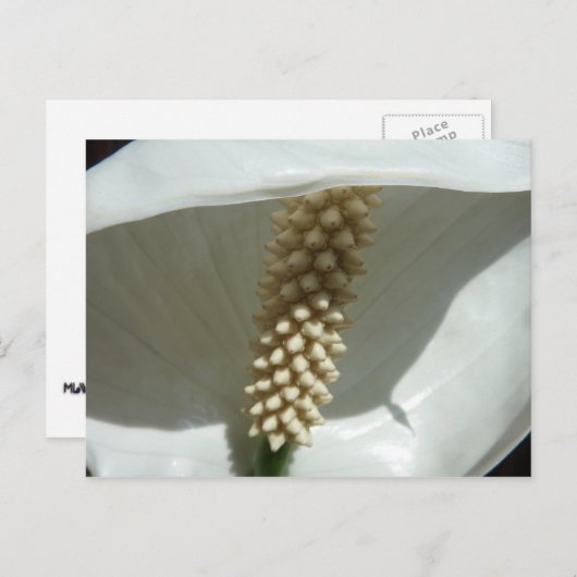 Peace Lily Elegante Postkarte (Vorne/Hinten)