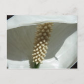 Peace Lily Elegante Postkarte (Vorderseite)