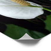 Peace Lily Floral Fotografy Poster (Ecke)