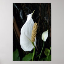 Peace Lily Floral Fotografy