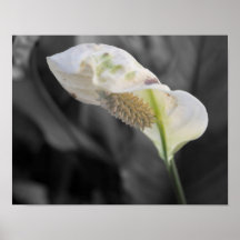 Peace Lily - Selektive Farbe