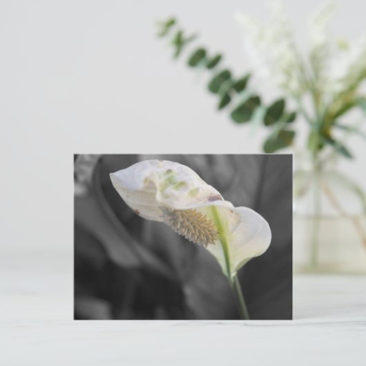 Peace Lily - Selektive Farbe Postkarte (Stehend Vorderseite)