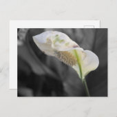 Peace Lily - Selektive Farbe Postkarte (Vorne/Hinten)