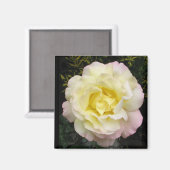 Peace Rose Magnet (Vorderseite/Rückseite)