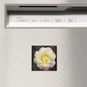 Peace Rose Magnet (In Situ (Geschirrspüler))