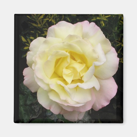 Peace Rose Magnet (Vorne)
