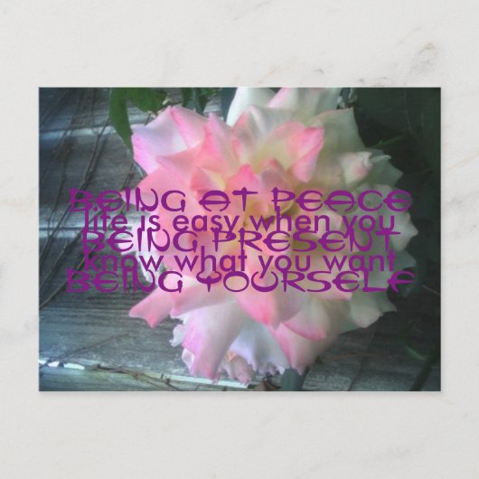 Peace Rose Postcard Postkarte (Vorderseite)