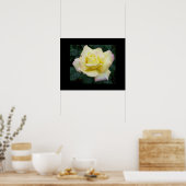 Peace Rose Poster (Küche)