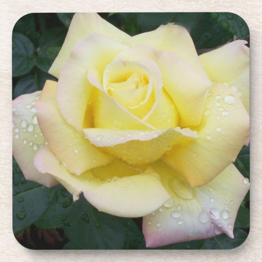 Peace Rose Untersetzer Set (Vorderseite)