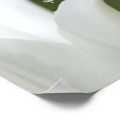 Peace Tulip Poster (Ecke)