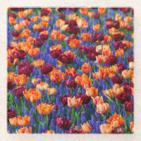 Peach and Red Tulips in Gran Hyacinth Blume