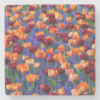 Peach and Red Tulips in Gran Hyacinth Blume