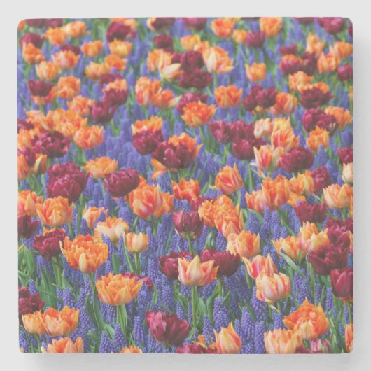 Peach and Red Tulips in Gran Hyacinth Blume Steinuntersetzer (Vorderseite)