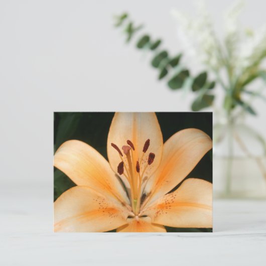 Peach Asiatic Liseup Postcard Postkarte (Stehend Vorderseite)