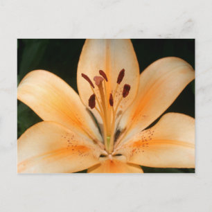 Peach Asiatic Liseup Postcard Postkarte