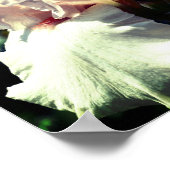 Peach Bearded Iris Blume 2 Up Nah Poster (Ecke)
