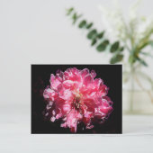 Peach Blossom Blume Postkarte (Stehend Vorderseite)