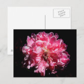 Peach Blossom Blume Postkarte (Vorne/Hinten)