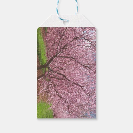 Peach Blossom Gift Tags Geschenkanhänger (Vorderseite)
