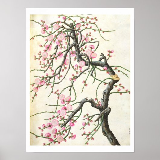 Peach Blossom Poster (Vorne)