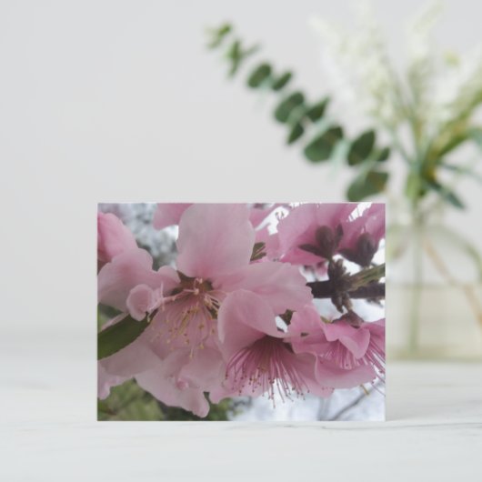 Peach Blossom Postkarte (Stehend Vorderseite)