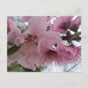 Peach Blossom Postkarte
