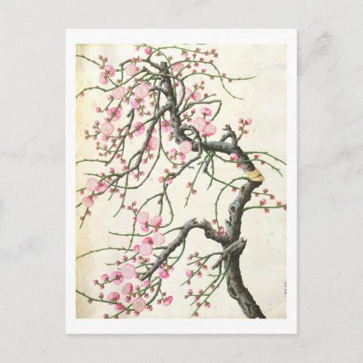 Peach Blossom Postkarte (Vorderseite)