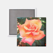 Peach-Blume Magnet (Vorderseite/Rückseite)