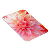Peach Blush Dahlia Blossom Magnet (Rechte Seite)