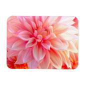 Peach Blush Dahlia Blossom Magnet (Horizontal)