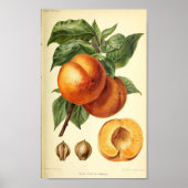 Peach Botanical Fruit Print Poster (Vorne)