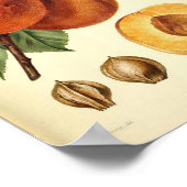 Peach Botanical Fruit Print Poster (Ecke)