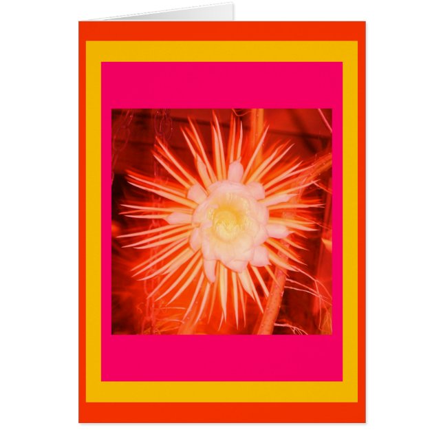 Peach Cactus Blume (Vorne)