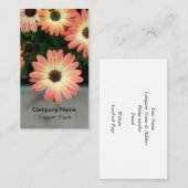 Peach Color African Daisies Visitenkarte (Vorne/Hinten)