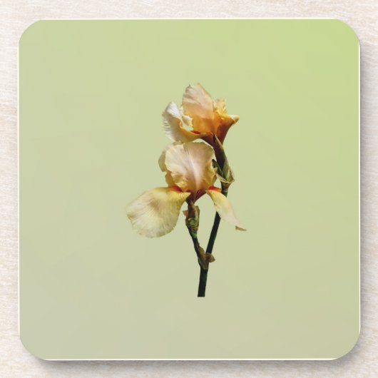 Peach Colored Irises Getränkeuntersetzer (Vorderseite)