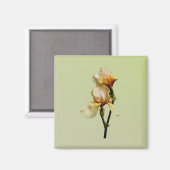 Peach Colored Irises Magnet (Vorderseite/Rückseite)