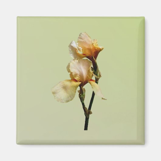 Peach Colored Irises Magnet (Vorne)