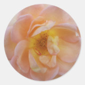 Peach-Colored Rose Runder Aufkleber (Vorderseite)
