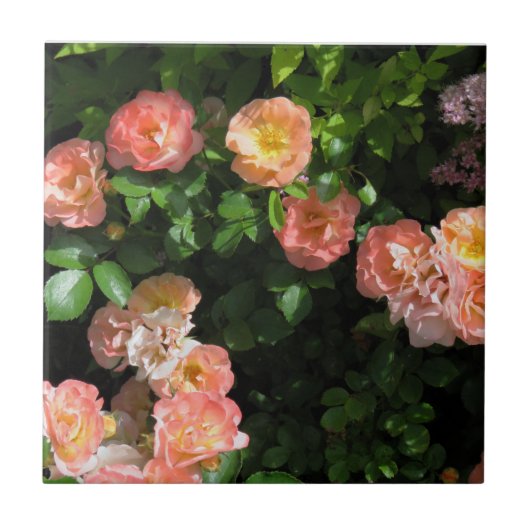 Peach Drift Rose Fliese (Vorderseite)