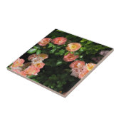 Peach Drift Rose Fliese (Seite)