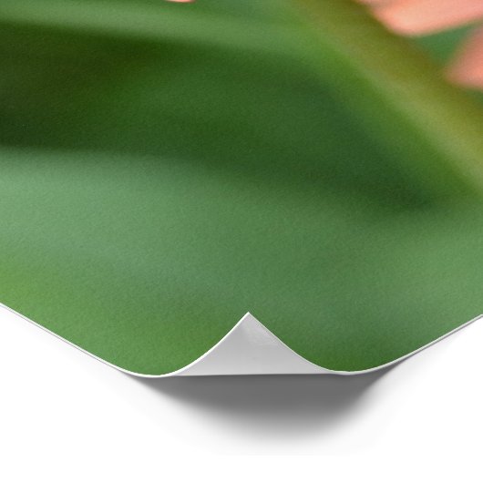 Peach Echinacea Blume Poster (Ecke)