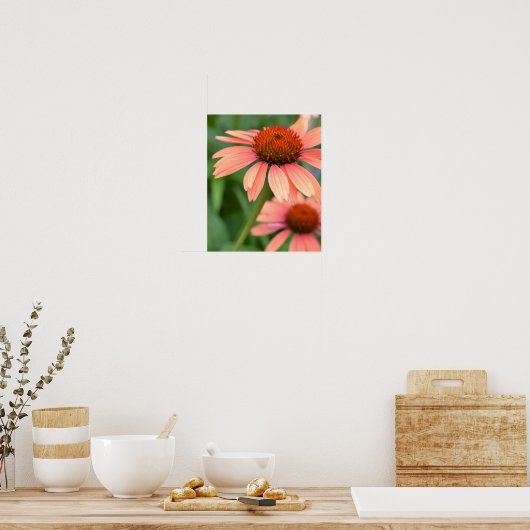 Peach Echinacea Blume Poster (Küche)