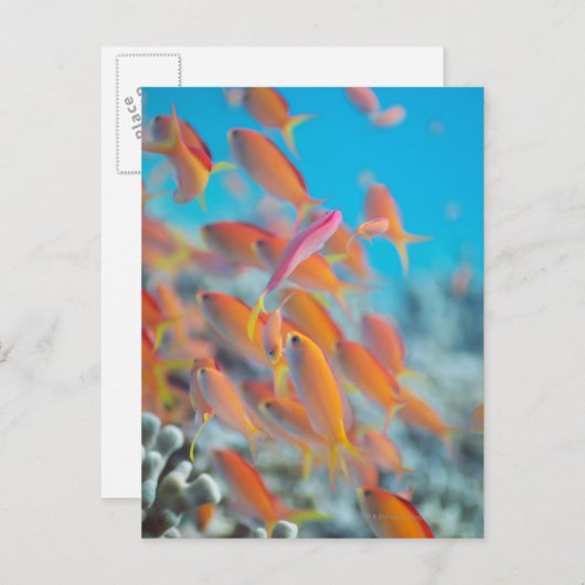 Peach Fee Postkarte (Vorne/Hinten)