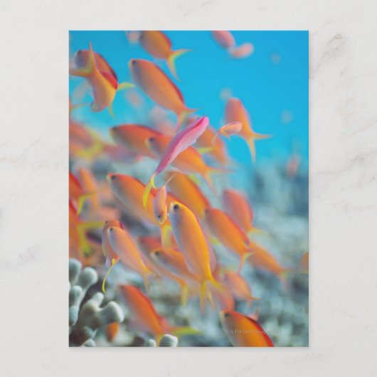 Peach Fee Postkarte (Vorderseite)