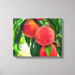 Peach Fruit Tree Branch Stretched Canvas Print Leinwanddruck