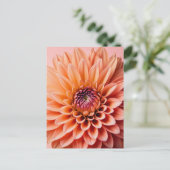 Peach Fuzz, Dahlia Blume, Postüberqueren Postkarte (Stehend Vorderseite)