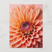Peach Fuzz, Dahlia Blume, Postüberqueren Postkarte (Vorderseite)