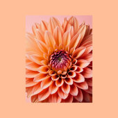 Peach Fuzz, Dahlia Blume, Postüberqueren Postkarte