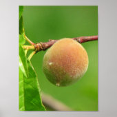 Peach Fuzz Poster (Vorne)